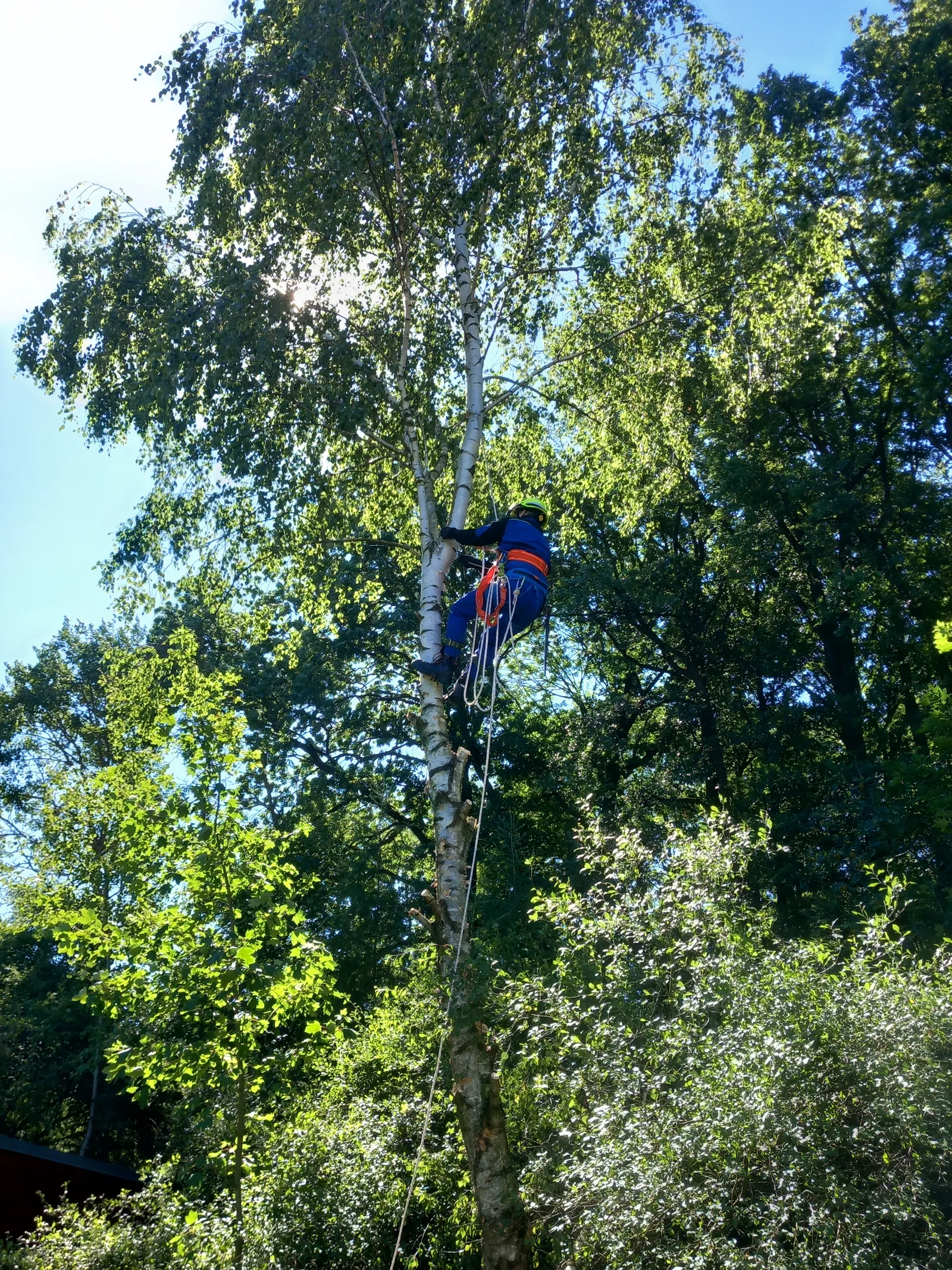 Arborista vystupuje po laně do koruny břízy