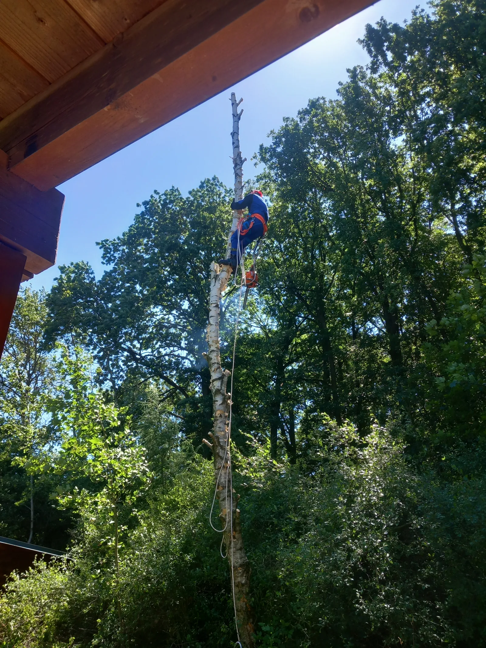 Kácení stromu přímo nad střechou chaty, arborista na zbylém kmeni