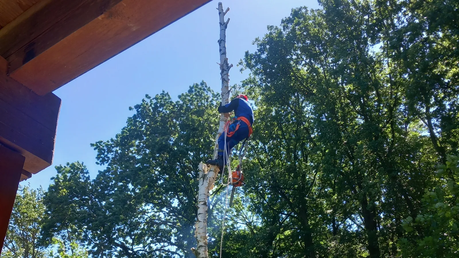 Kácení stromu přímo nad střechou chaty, arborista na zbylém kmeni