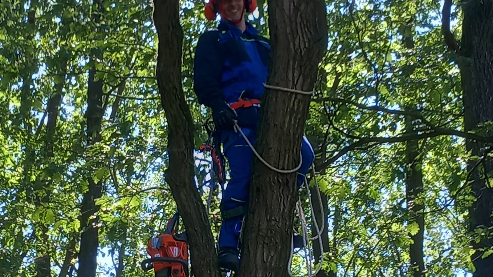 Aleš Marx, arborista, zajištěný v koruně stromu s motorovou pilou