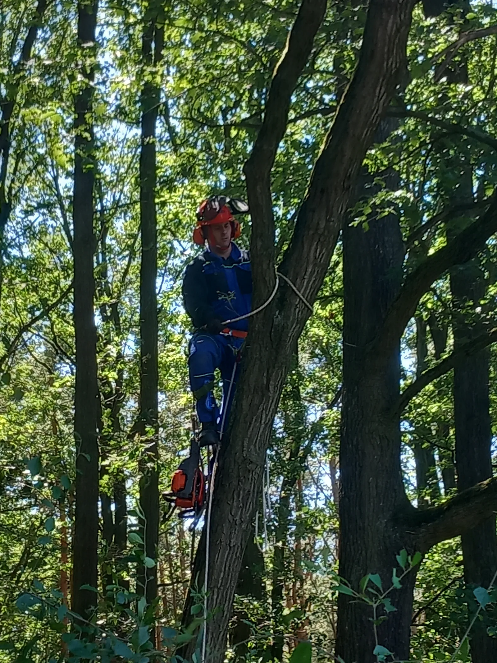 Arborista pracující s motorovou pilou zavěšený v koruně vzrostlého dubu