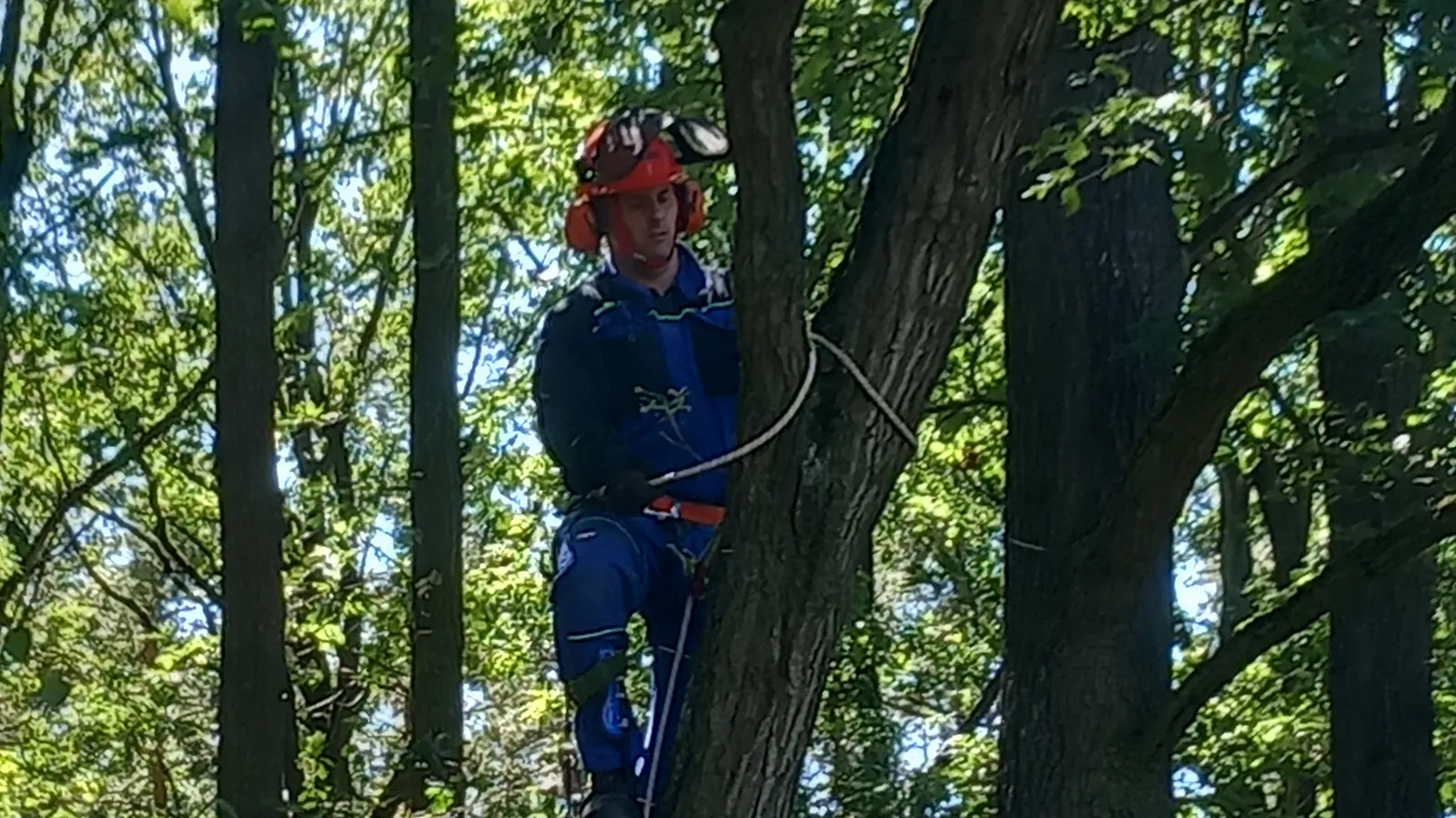 Arborista pracující s motorovou pilou zavěšený v koruně vzrostlého dubu