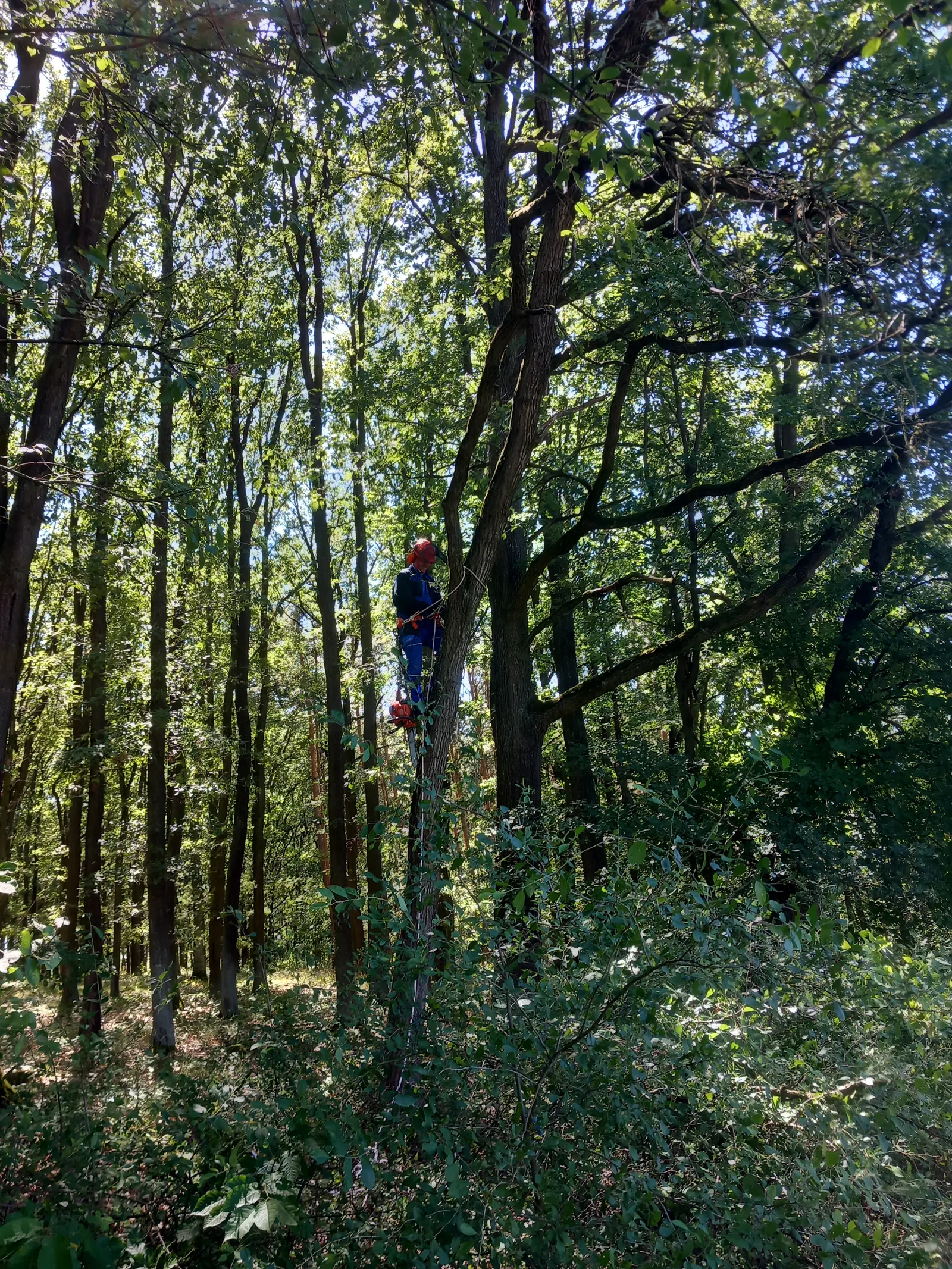Arborista v koruně stromu v hustém lesním porostu